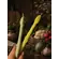 Столовые свечи Спаржи 2 шт